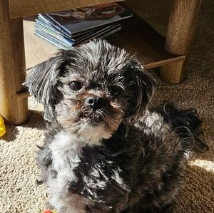 Meet your Posher, Peggy